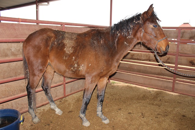 Buckeye